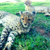 Bloemfontein - Cheetah Experience